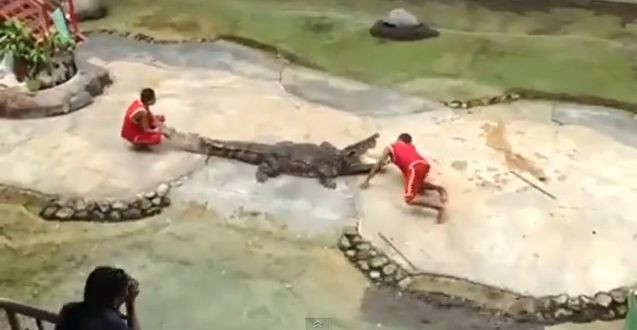 Imagini socante. Un dresor din Thailanda este muscat de cap de un crocodil, in timpul unui spectacol