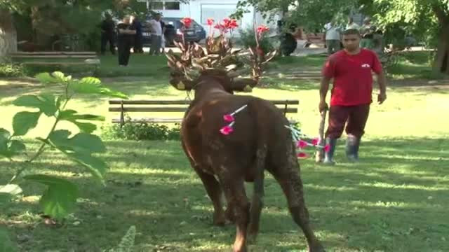 Ultima cursa a unui taur din Focsani. A fugit pe o strada inainte sa fie dus la abator