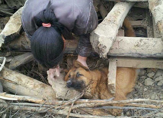 Istoria impresionanta a unui caine: captiv dupa cutremurul din China, a trait doar cu apa de ploaie