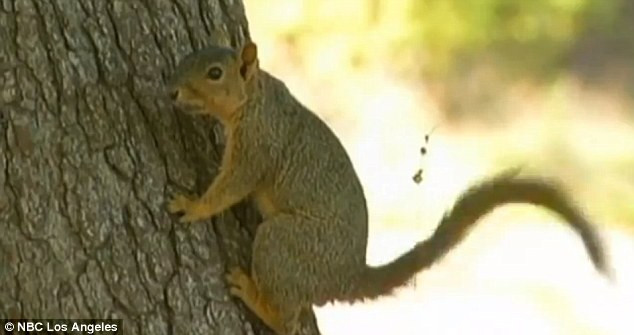 Teama de ciuma in SUA din cauza unei veverite: multe zone de camping din Los Angeles au fost inchise