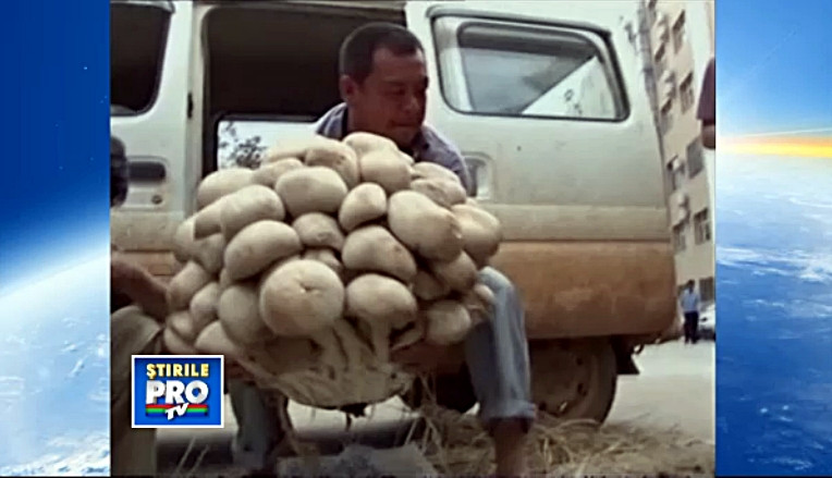 Ciuperca gigant, descoperita in China. Masoara 96 cm in diametru si are o greutate de 15 kg. VIDEO