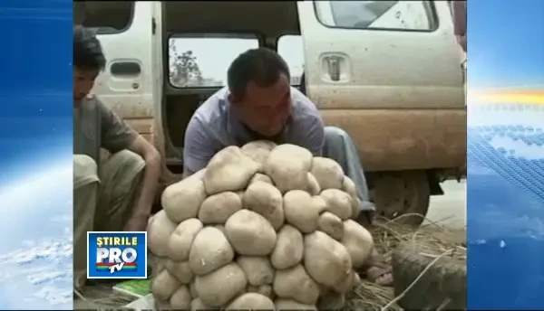Ciuperca gigant, descoperita in China. Masoara 96 cm in diametru si are o greutate de 15 kg. VIDEO