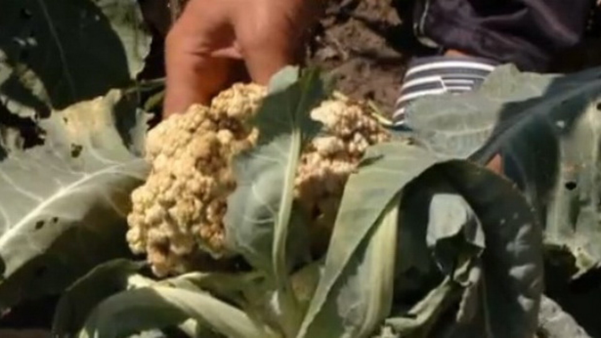 Avem productie record, insa ajunge la gunoi.Motivul pentru care legumele romanesti putrezesc pe camp