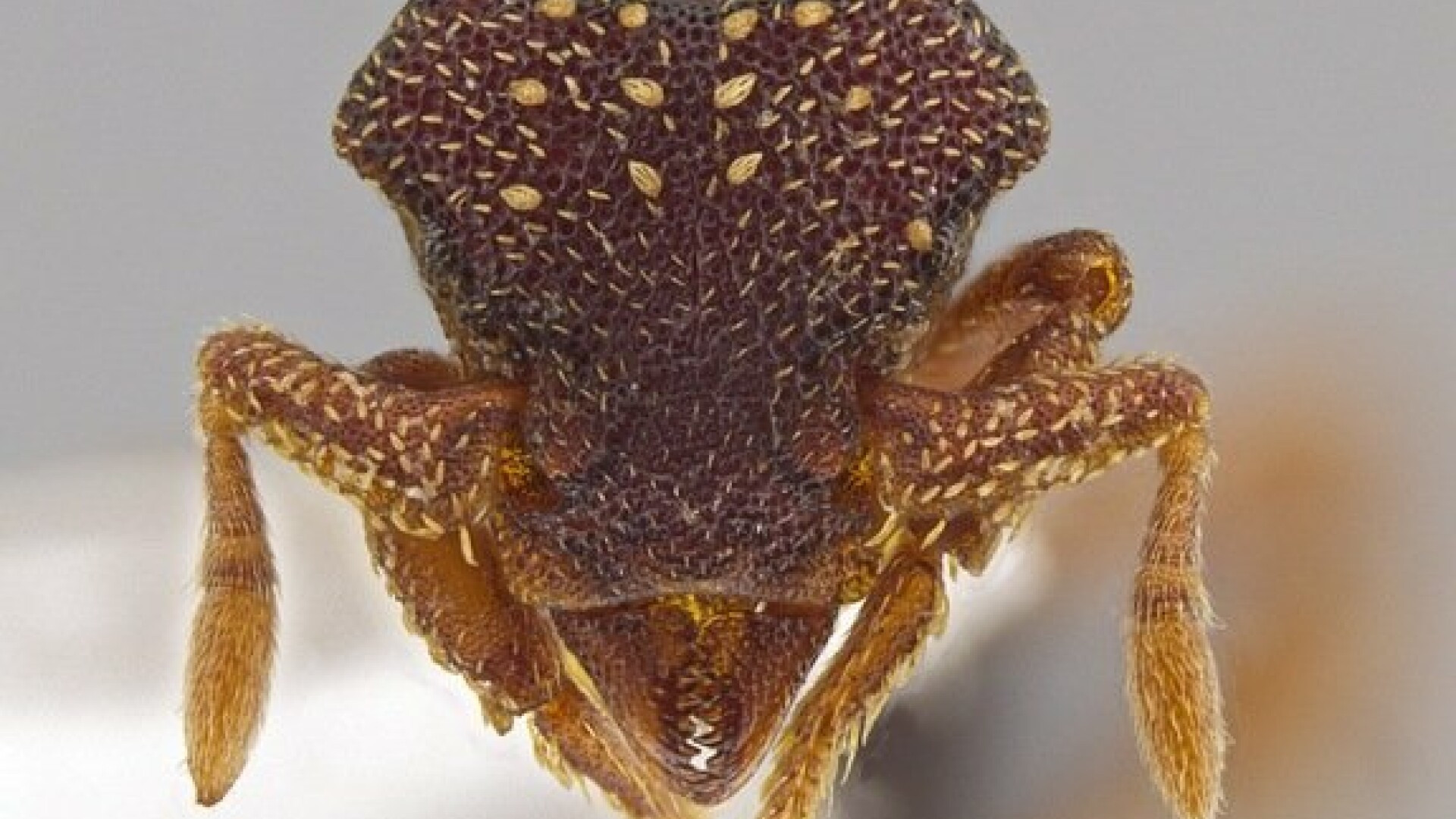 33 de specii noi de furnici descoperite in America Centrala. Sub microscop, arata ca un "Alien"