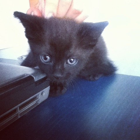 Scenariu pentru moarte. Si-a abandonat pisica in mijlocul strazii, inchisa intr-o cutie de carton