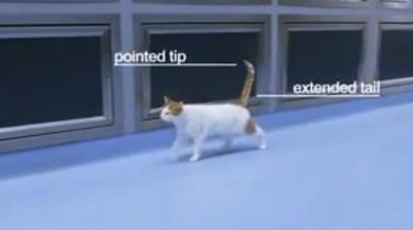 Secretele din spatele gesturilor pe care le fac felinele, dezvaluite intr-un videoclip