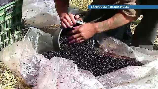 Romanii saraci si fara carte isi cauta salvarea la munte. Zeci de familii culeg fructe de padure