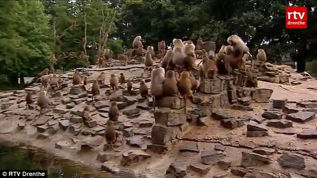 Babuinii de la un zoo din Olanda i-au lasat fara explicatie pe zoologi: "Au un comportament ciudat"