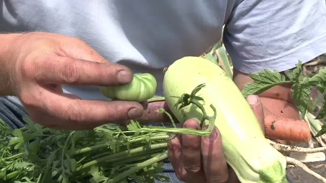Afacerea cu legume exotice pornita de un roman la Sibiu. Produsele sale sunt vanate de restaurante