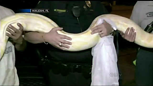 Un american a gasit in garaj un piton de 45 kg, lung de 4 metri. A fost nevoie de 5 pompieri sa-l ia