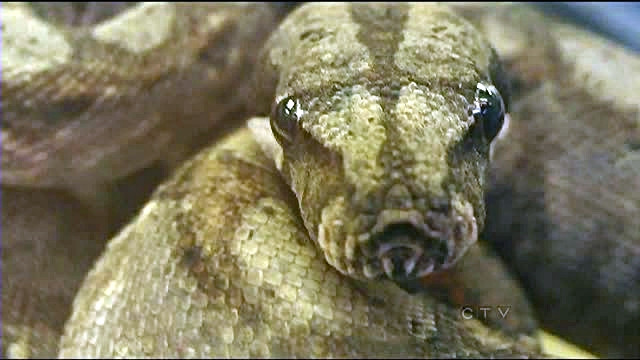 A ajuns la spital dupa ce a fost muscata de un piton de trei metri. "Aveam picioarele insangerate"