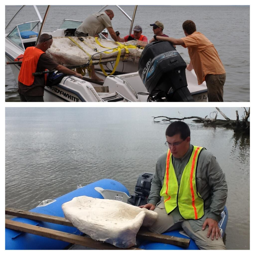 Arheologii au gasit un craniu de balena vechi de 15 milioane de ani intr-un rau din Virginia