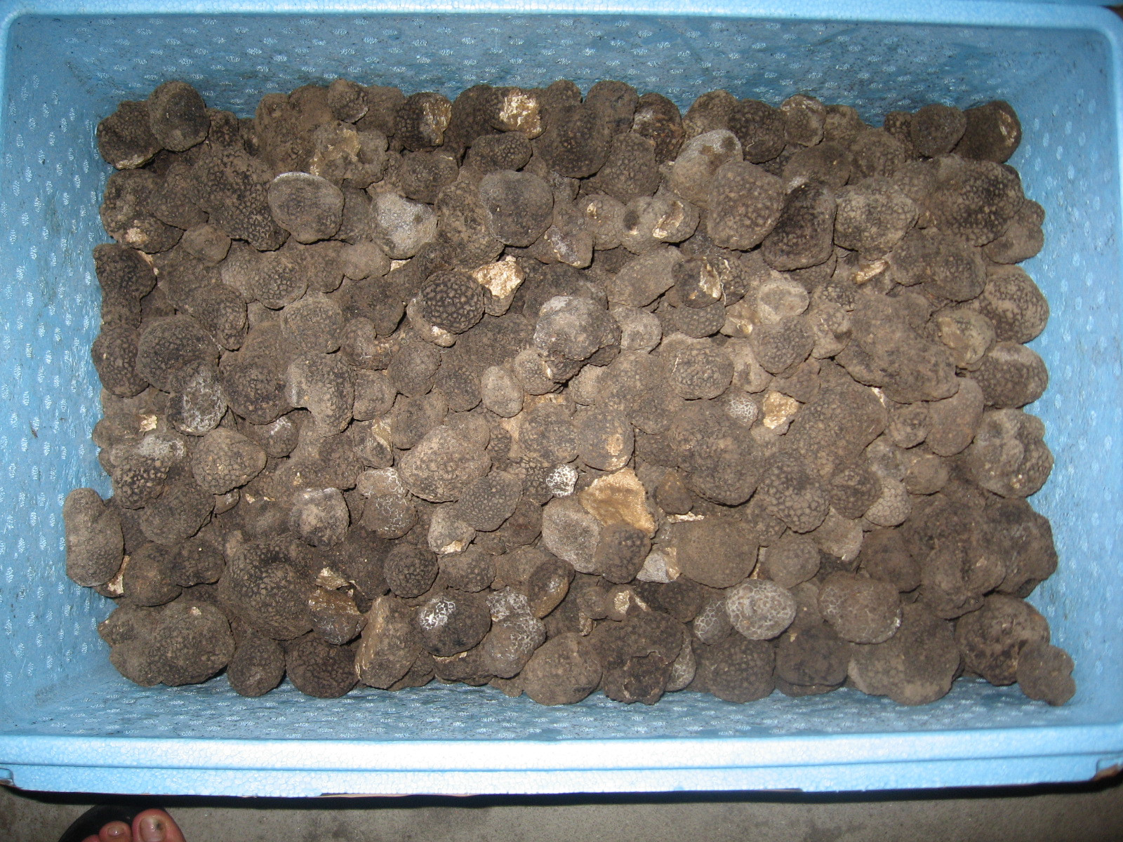 Afacere proasta pentru stat, cu trufele confiscate in Arad. Afla cati bani s-au incasat