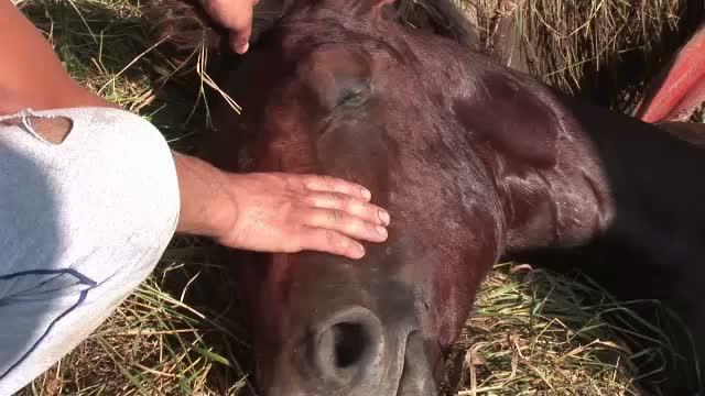 Manz de un an, salvat dintr-un canal ingust de cativa metri adancime cu ajutorul unui utilaj