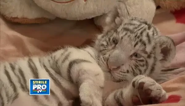 CLIPUL ZILEI: Primul tigru alb, bengalez, nascut in captivitate in Peru