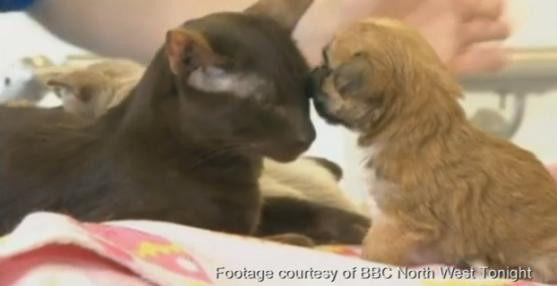 Cel mai norocos catelus din lume. Dupa ce a fost respins de mama sa, o pisica l-a adoptat