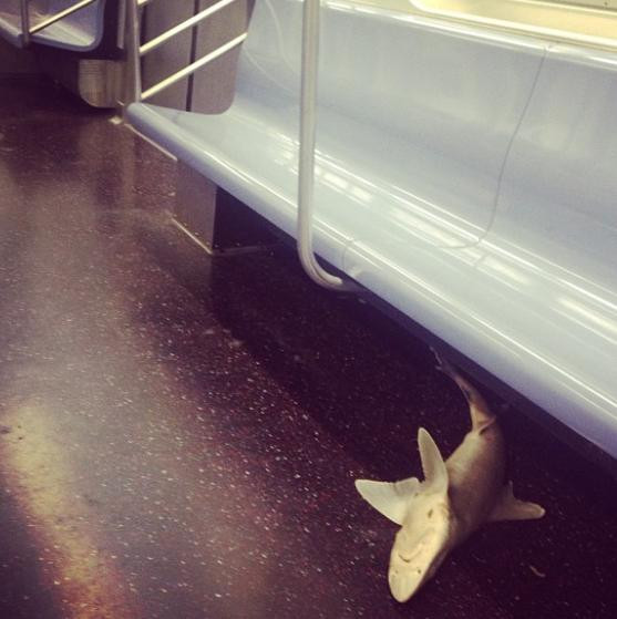 Un pui mort de rechin a fost descoperit intr-un metrou din New York
