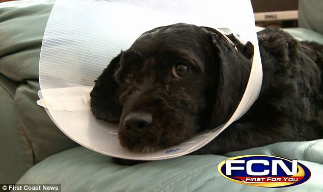 O americanca a aflat ca frumusetea de catelusa pe care o cumparase era de fapt hermafrodit