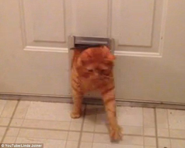 Misiune dificila! Cum reuseste o pisica de 12 kilograme sa intre prin usa mica a cainelui. VIDEO