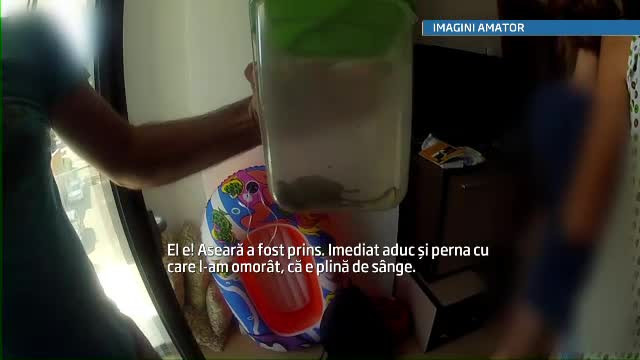 Conditii de cazare intr-un "apartament de lux" din Mamaia: sobolani si canalizare care refuleaza