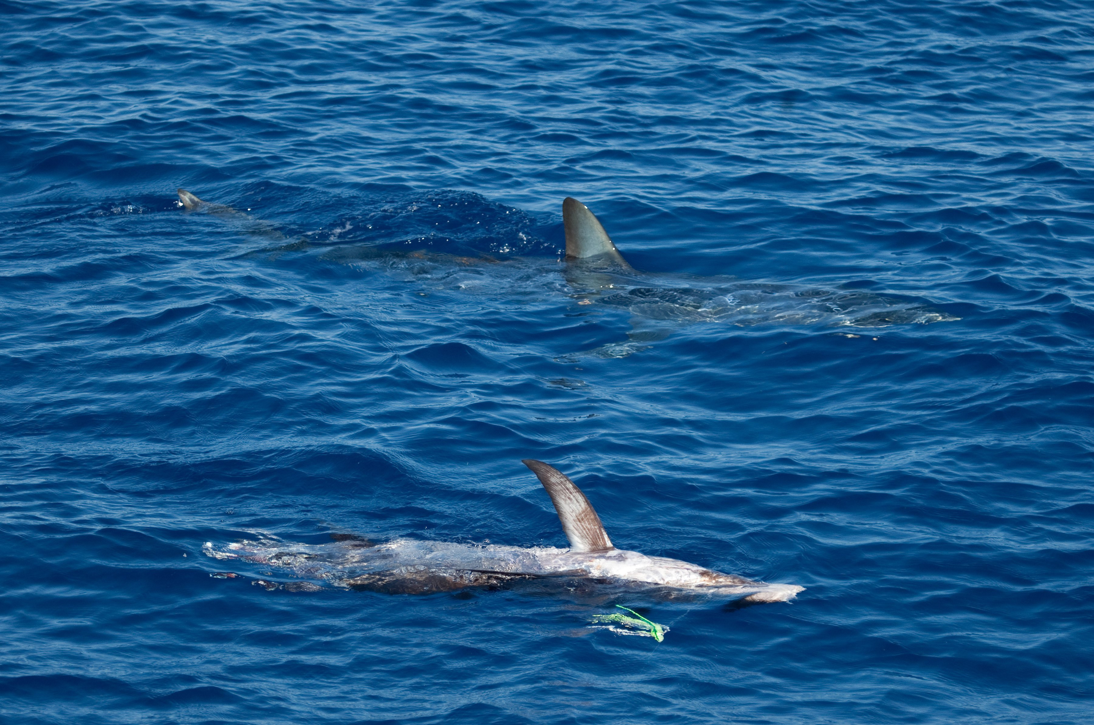 Ce a gasit un om de stiinta in cel mai mare exemplar de rechin mako descoperit vreodata. FOTO
