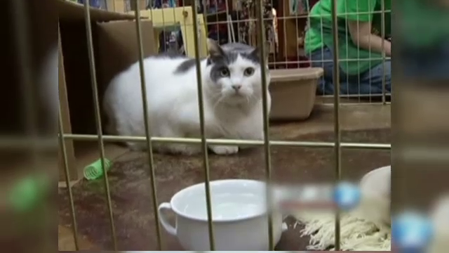 Cum arata motanul care ani de zile a mancat numai paste si hamburgeri. Medicii sunt alarmati