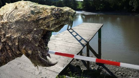 "Vanatoarea monstrului din lac". O testoasa aligator a provocat panica in Bavaria