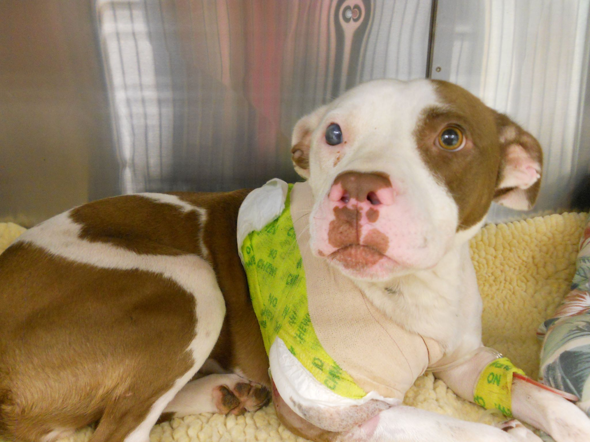 Gestul emotionant facut de aceasta catelusa pentru stapanul ei. "Un om nu s-ar fi sacrificat asa"