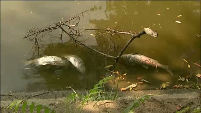 Fenomenul meteo care a ucis pestii din lacurile Capitalei. Explicatia oficialilor de la Apele Romane