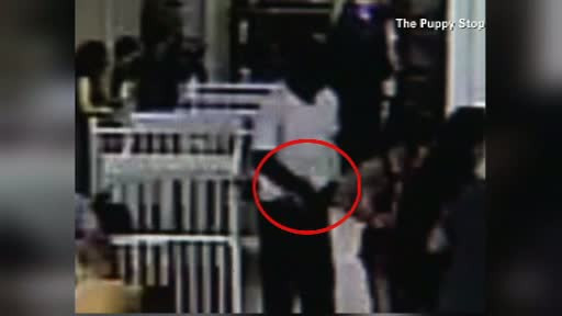 Cum pleci cu un catel de rasa dintr-un magazin, fara sa-l platesti. Raspunsul vine de la un american