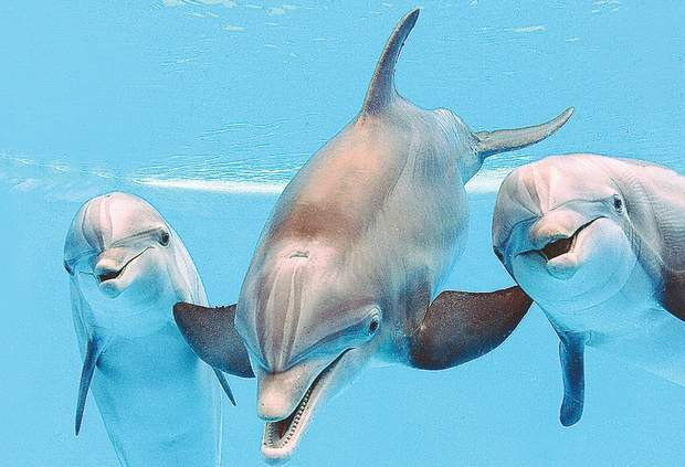 Sunt capabili sa isi recunoasca confraţii chiar si dupa o despartire de 20 de ani: Delfinii au cea mai buna memorie sociala dintre animale