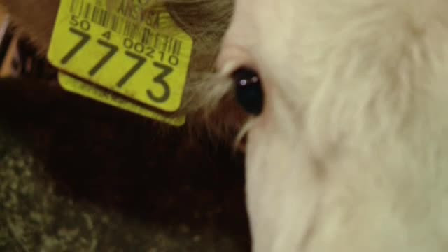 Fermierii intra pe piata steak-house. Vacile Angus, crescute alaturi de Baltate in fermele romanesti