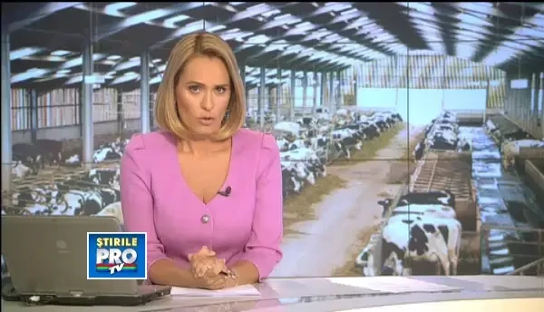 Fermierii intra pe piata steak-house. Vacile Angus, crescute alaturi de Baltate in fermele romanesti