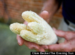 porumb cu patru capete