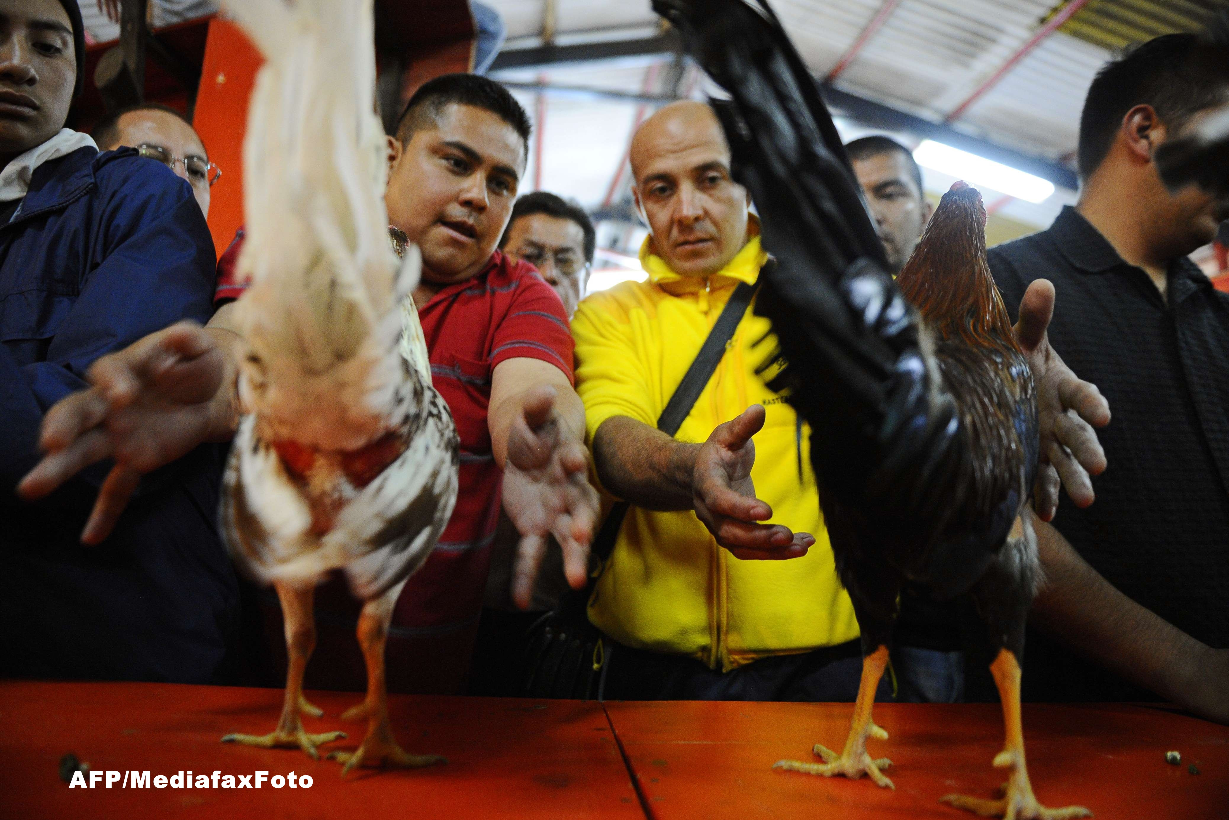Controversele luptelor de cocosi pentru care a fost arestata Principesa Irina. De ce sunt interzise