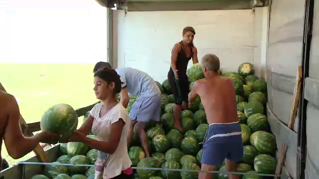 Imaginea unei Romanii cu o agricultura de export. Un fermier vinde pepeni in Cehia si Austria
