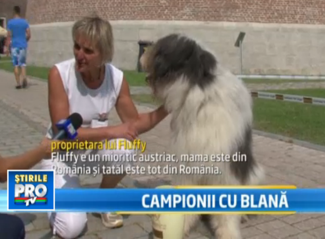 Campionii cu blana au facut spectacol la Alba Iulia