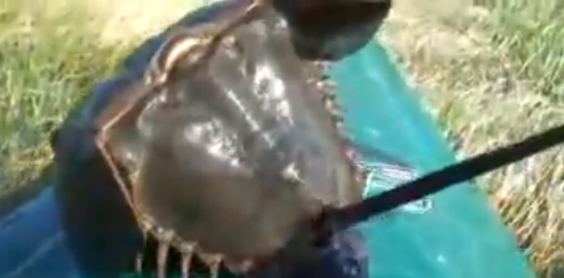 "Monstrul din rau". Ce a scos din apa un pescar din Rusia. VIDEO