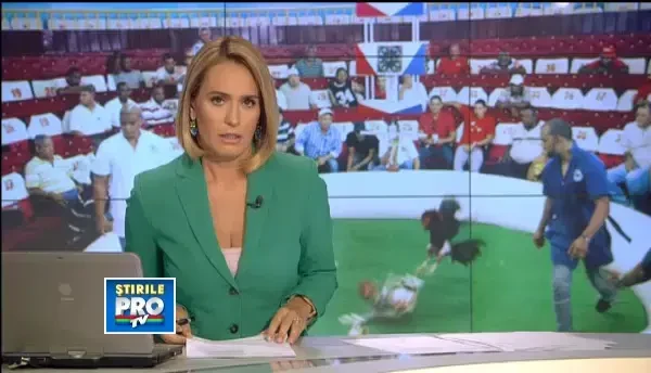 Principesa Irina vindea bere si mancare mexicana la luptele de cocosi. Arme si canabis, descoperite