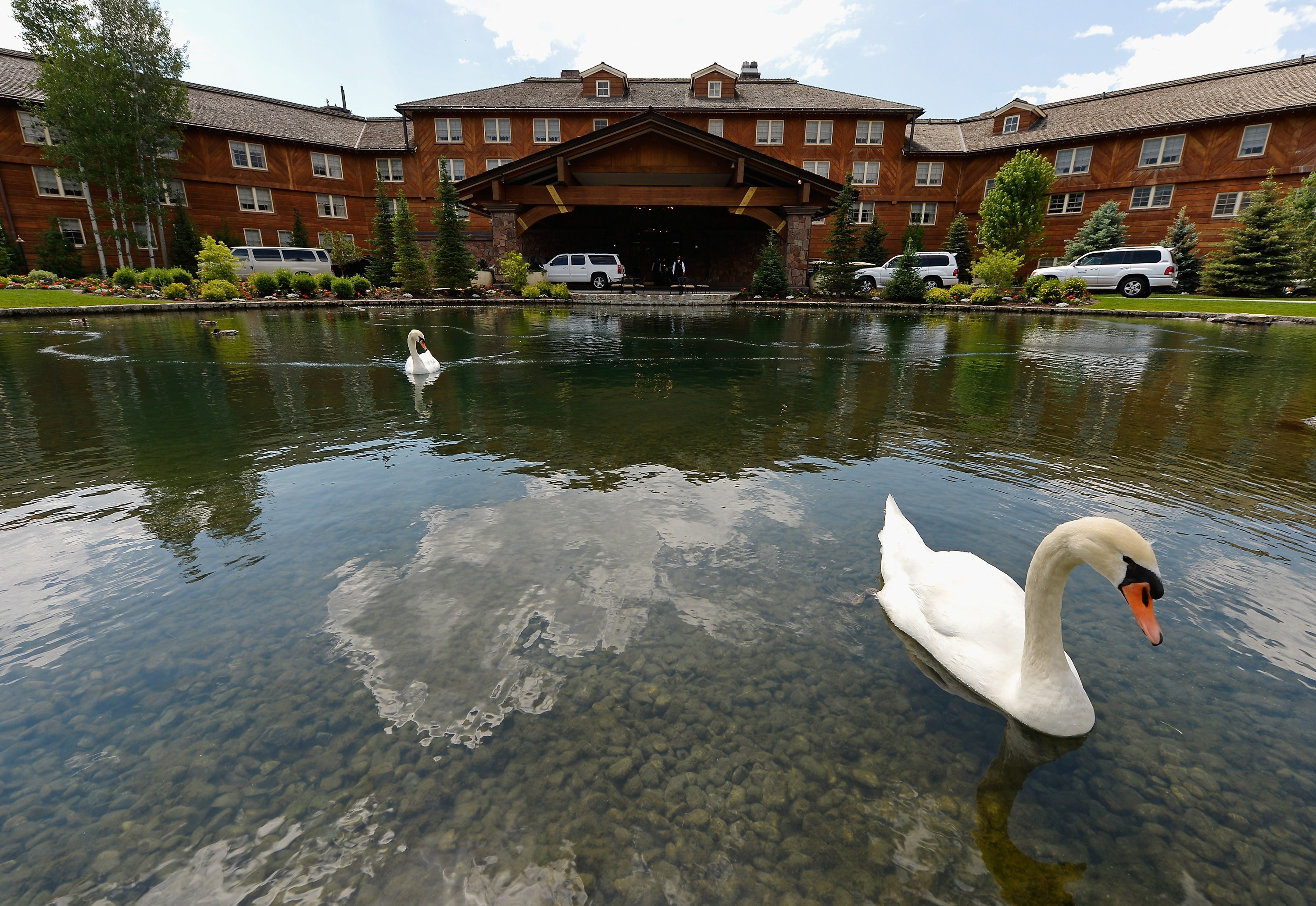 O lebada regala a fost gatita la gratar pe malul Tamisei. "Mi-a venit sa vars cand am vazut"