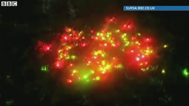 Melcii sunt mai rapizi decat banuiam: ating un metru pe ora