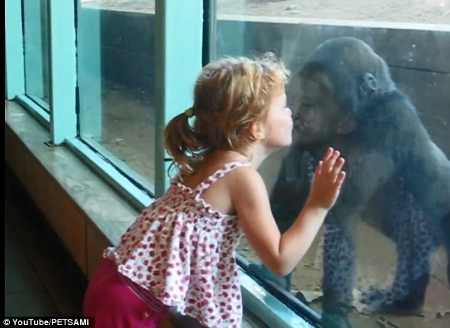 Dragoste la prima vedere. Momentul emotionant dintre o fetita si un pui de gorila