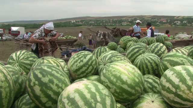 Festivalul pepenilor din Lunca, Botosani. Fermierii se lauda ca sunt mai buni decat cei de Dabuleni