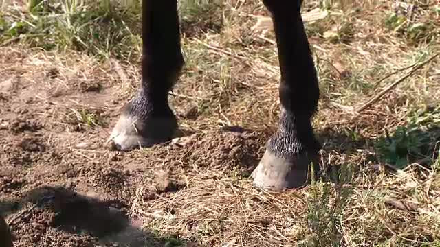 Tragedie fara explicatii in Timis. O fetita de 8 ani care se juca in fata casei a fost ucisa de cal