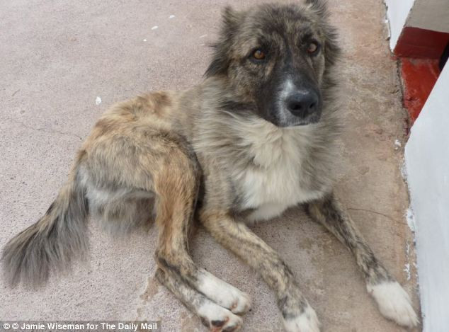 Povestea cu final fericit a unui catel, salvat de soldati din mainile unui organizator de lupte