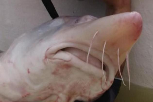 Ce a gasit un pescar din Norvegia in burta unui peste. "Nu am mai vazut in viata mea asa ceva"