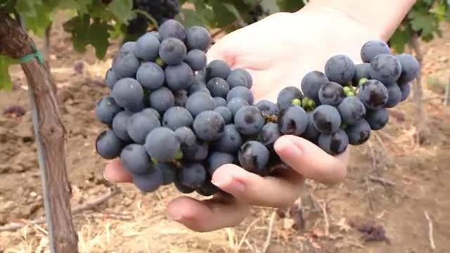 Soiurile "vedeta" din vara perfecta pentru vita de vie. Romania produce cu 50% mai mult vin in 2013