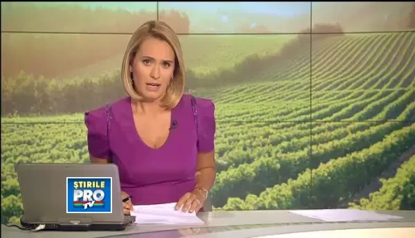 Soiurile "vedeta" din vara perfecta pentru vita de vie. Romania produce cu 50% mai mult vin in 2013