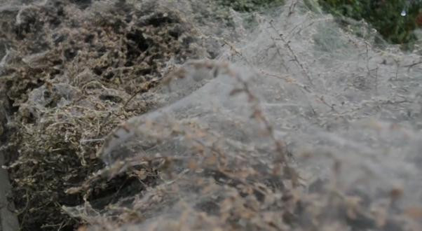 Panza uriasa parea construita de un paianjen gigant. Care este de fapt explicatia