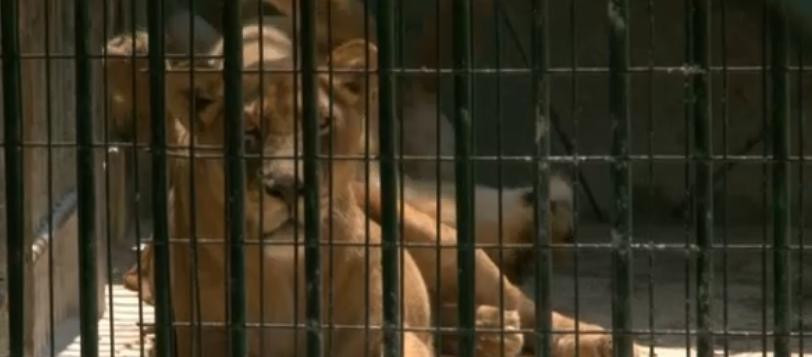 Speranta la o viata mai buna pentru cinci lei din Baia Mare